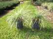 Aztec Grass